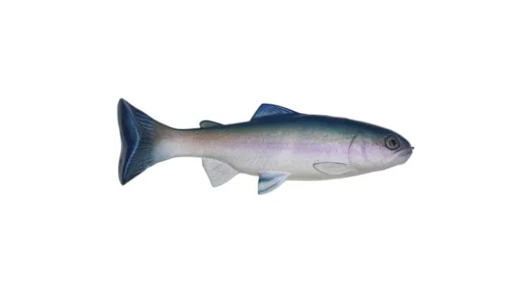 Huddleston 68 Special Swimbait