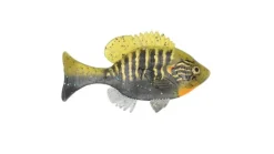 Sudden Impact Suzygill Bluegill Lil Gill